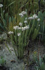 Lachnospermum umbellatum