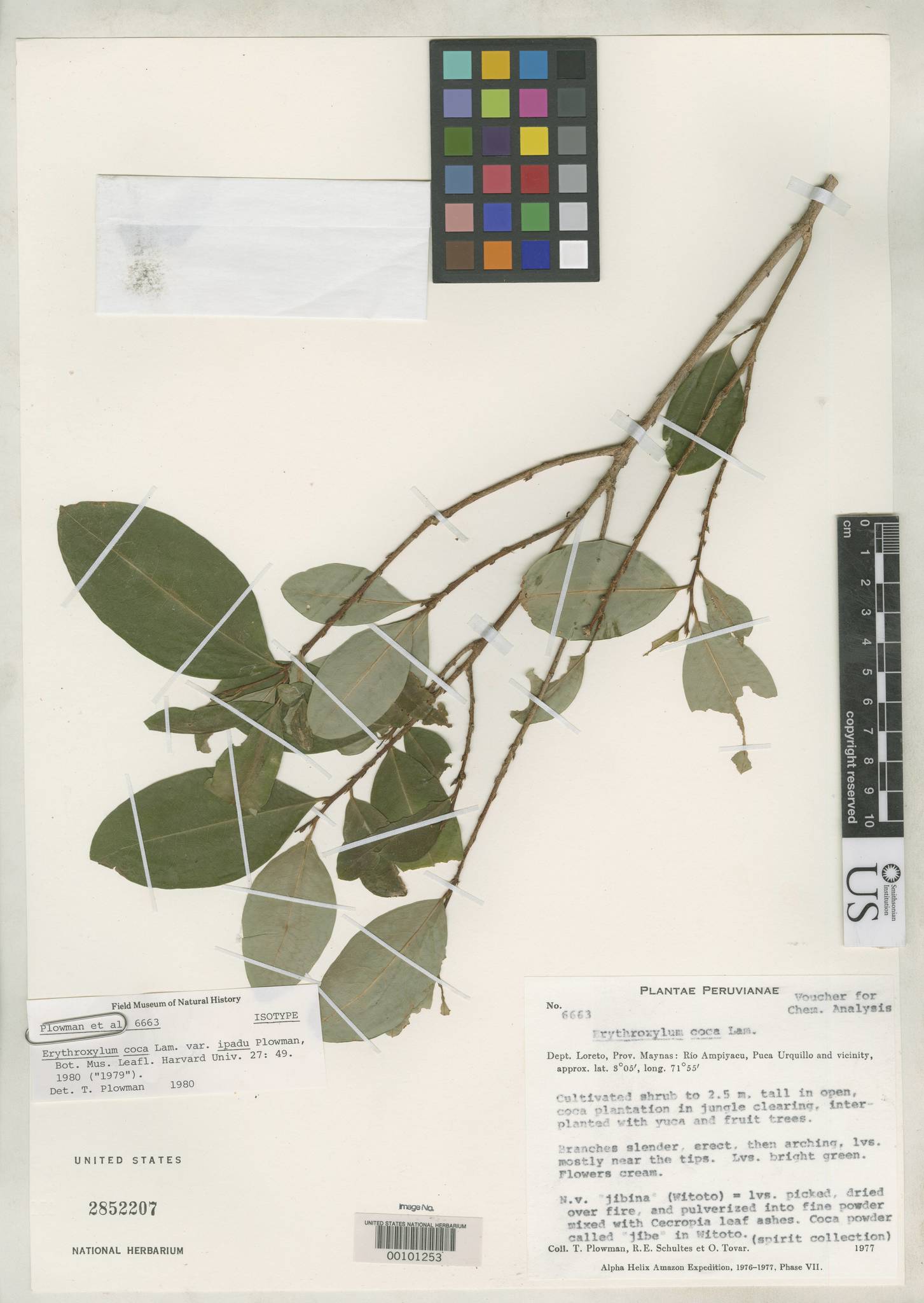 Erythroxylum coca var. ipadu