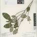 Amazonian Coca - Photo (c) Smithsonian Institution, National Museum of Natural History, Department of Botany, some rights reserved (CC BY-NC-SA)