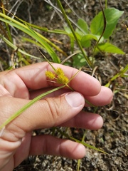 Cyperus retrorsus