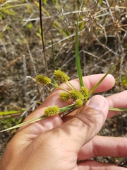 Cyperus retrorsus