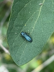 Agrilus cyanescens