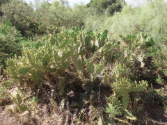 Opuntia stricta