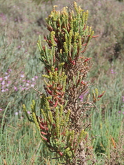 Salicornia fruticosa