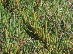 Salicornia fruticosa