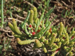 Salicornia fruticosa