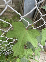 Ampelopsis glandulosa