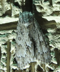 Acronicta rubricoma