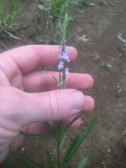 Verbena simplex