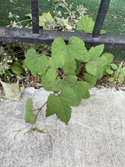 Ampelopsis glandulosa