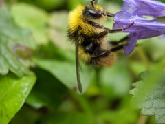 Bombus pratorum