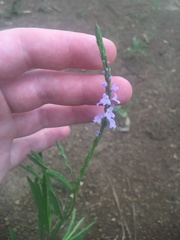 Verbena simplex