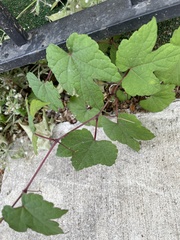 Ampelopsis glandulosa