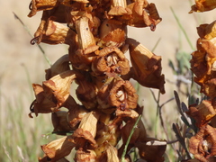 Cistanche phelypaea