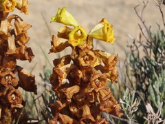 Cistanche phelypaea