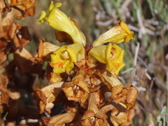 Cistanche phelypaea