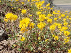 Cleomella platycarpa