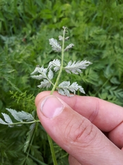 Plasmopara chaerophylli