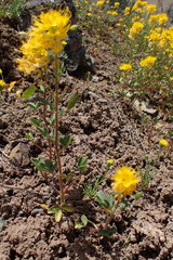 Cleomella platycarpa
