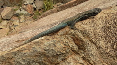 Liolaemus nigroviridis