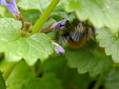 Bombus pratorum