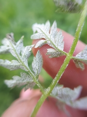 Plasmopara chaerophylli