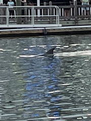 Tursiops truncatus