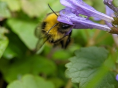 Bombus pratorum