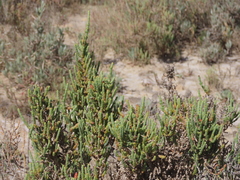 Salicornia fruticosa