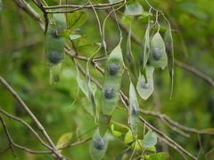 Dalbergia lanceolaria