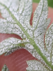 Plasmopara chaerophylli