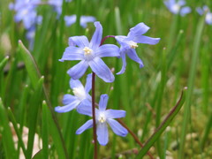 Scilla luciliae