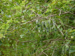 Dalbergia lanceolaria