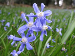 Scilla luciliae
