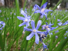 Scilla luciliae