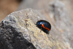 Chrysolina gypsophilae