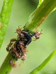Myrmica rubra