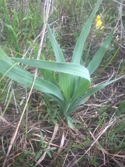 Eryngium yuccifolium