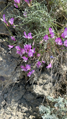 Astragalus subuliformis