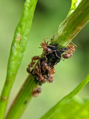 Myrmica rubra