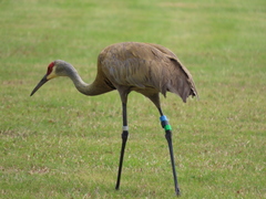 Antigone canadensis pulla