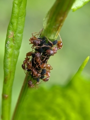 Myrmica rubra