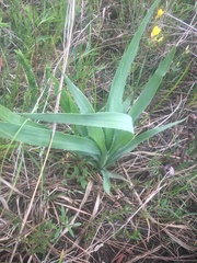 Eryngium yuccifolium