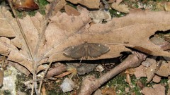 Dolicharthria stigmosalis