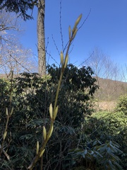 Acer pensylvanicum