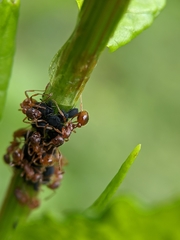 Myrmica rubra