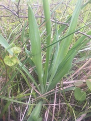 Eryngium yuccifolium