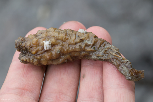 Styela clava