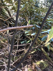 Acer pensylvanicum