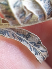 Cryptomycina pteridis